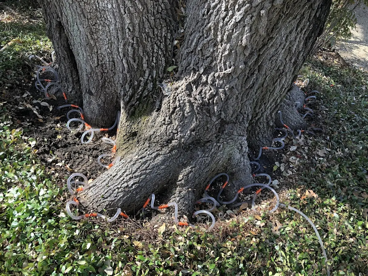 Detailed Tree Cabling and Bracing job site in Lennon