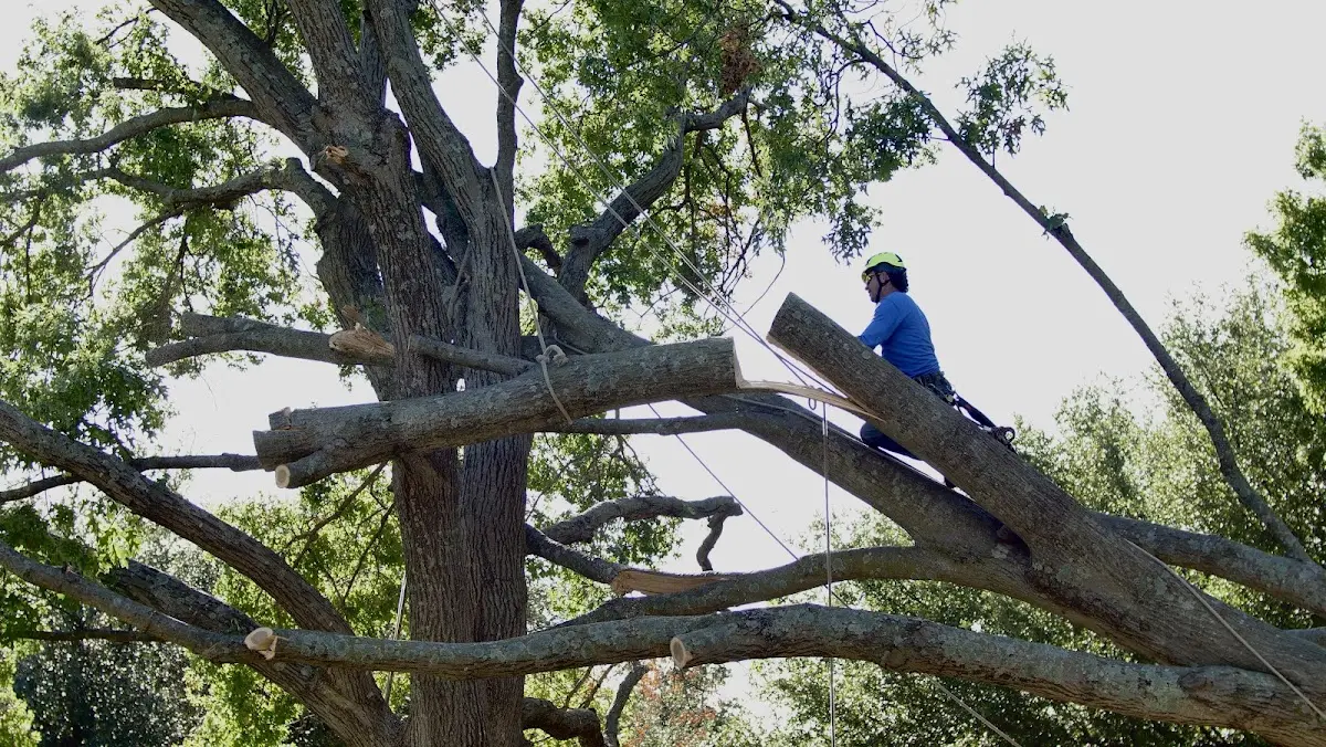 Professional Crown Thinning performed by certified arborists in Lennon