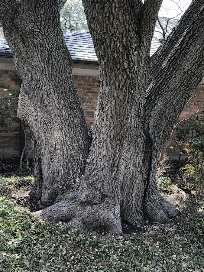 Mature heritage tree close to a Lennon property cared for by certified arborists