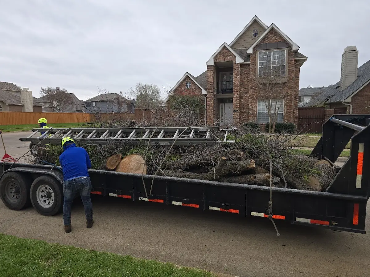Expert Tree Removal with proper safety equipment in Lennon